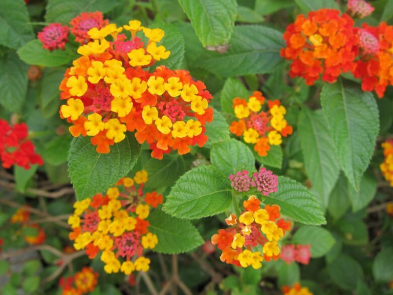 10 loại rau rừng đặc sản Tây Ninh được giới sành ăn săn lùng nhiều nhất ...