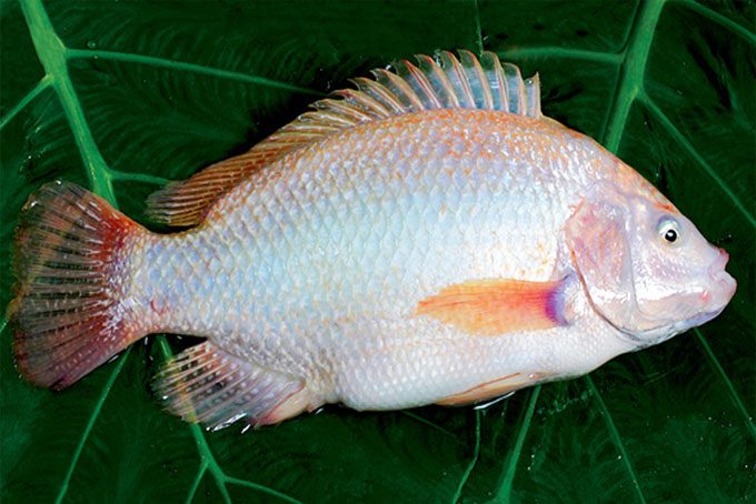 cách làm cá diêu hồng chiên mắm 2